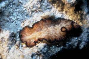 Plattwürmer (Platyhelminthes)
