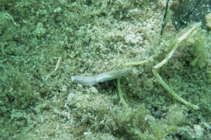 Plattwürmer (Platyhelminthes)