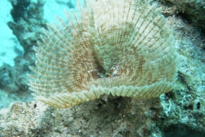 Ringelwürmer (Annelida)