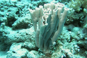 Schwämme (Porifera)