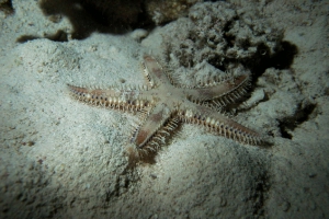 Braungepunkteter Kammstern (astropecten polyacanthus)