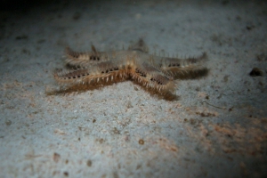 Astropectinidae