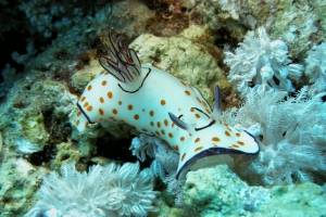 Ringel-Sternschnecke (Chromodoris annulata)