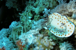 Prachtsternschnecken (chromodorididae)